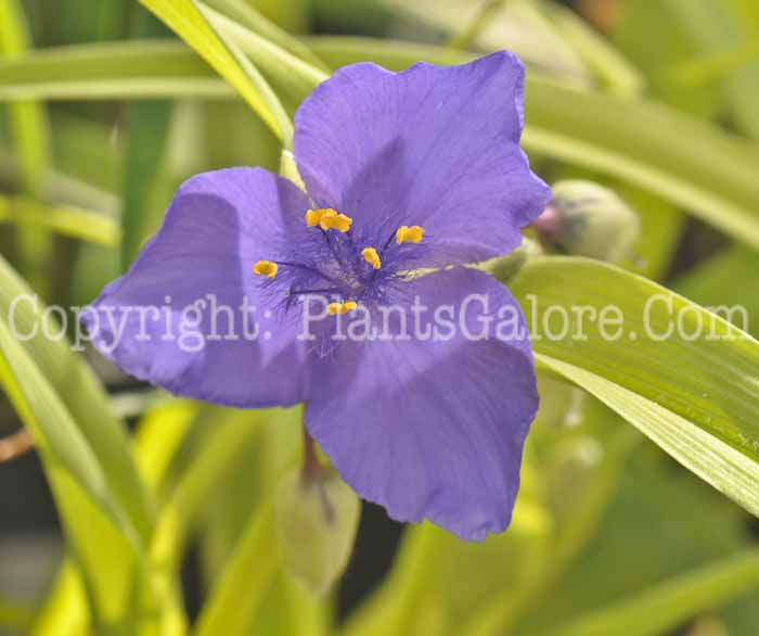 PGC-P-Tradescantia-x-andersonian-2011-01