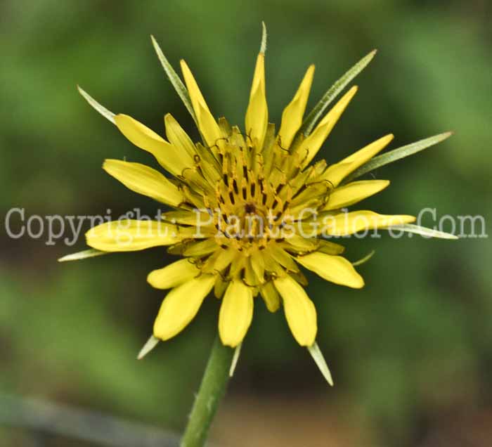 PGC-BI-Tragopogon-dubius-05-12-1