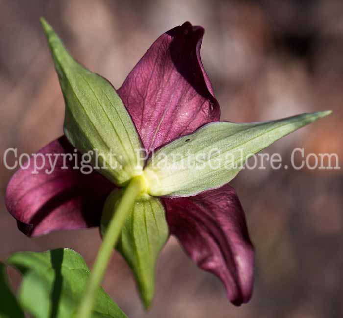 PGC-P-Trillium-erectum-0514i-8