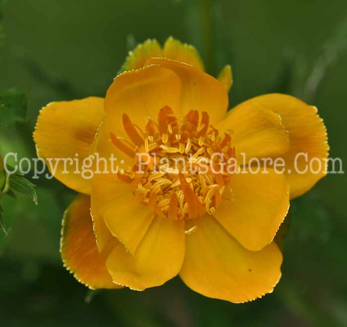 PGC-P-Trollius-chinensis-aka-Globeflower-1