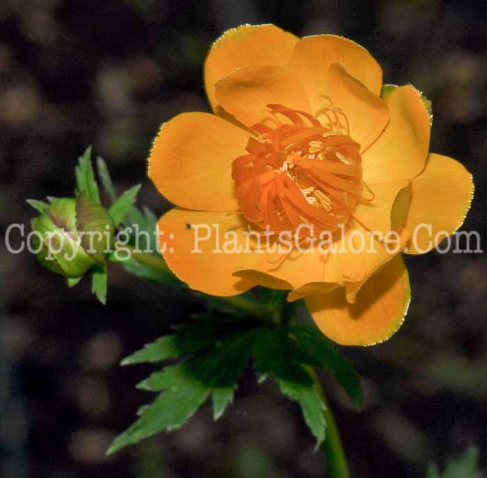 PGC-P-Trollius-chinensis-aka-Globeflower-3