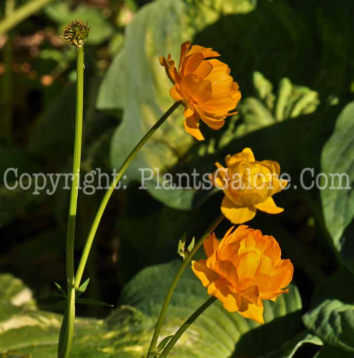 PGC-P-Trollius-europaeus-2010-o002