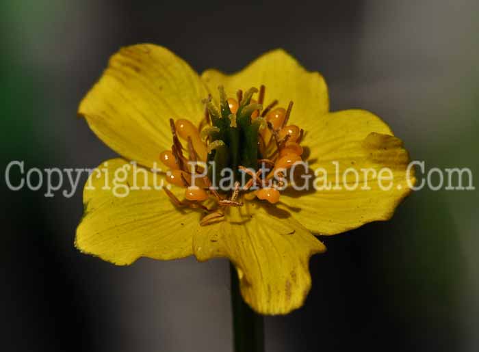 PGC-P-Trollius-pumilus-2010-03