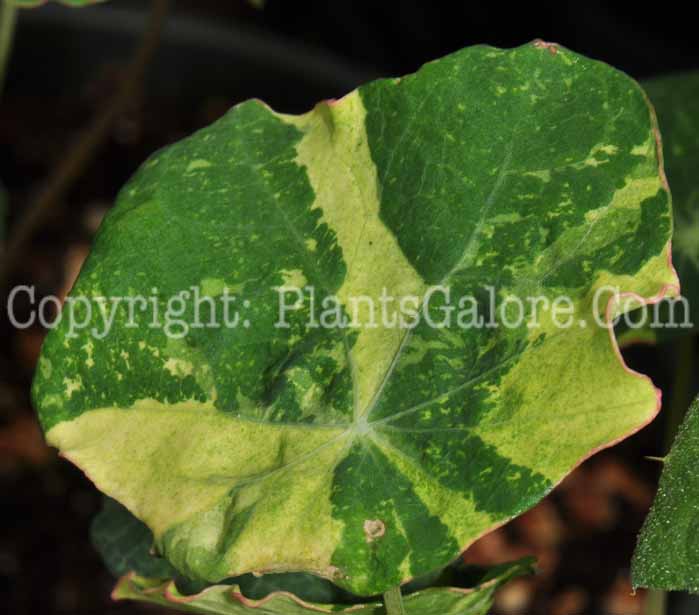 PGC-A-Nasturtium-Orange-Troika-0413-1