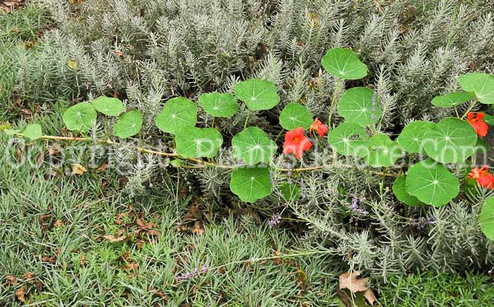 PGC-A-Tropaeolum-majus-nasturtium-2010-007