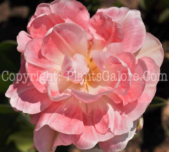 PGC-B-Tulipa-Angelique-2-0003