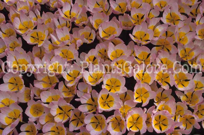 PGC-B-Tulipa-Lilac-Wonder-2011-1