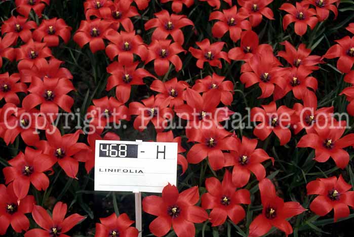 PGC-B-Tulipa-Linifolia-1037