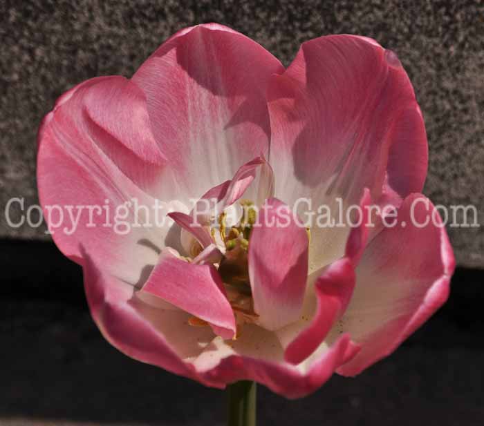 PGC-B-Tulipa-Margarita-2011-05-001