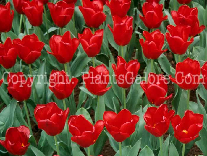 PGC-B-Tulipa-Oscar-80980