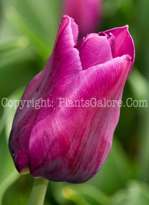 PGC-B-Tulipa-Passionale-0001