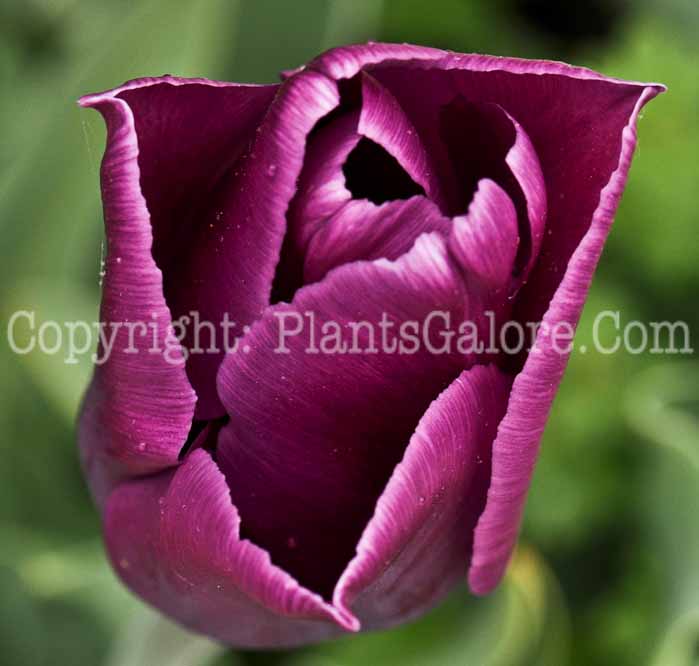 PGC-B-Tulipa-Passionale-0003