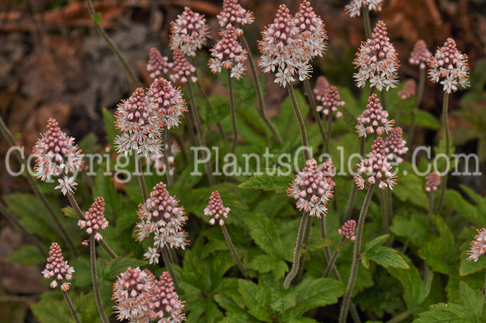 PGC-P-Tiarella-Pink-Brushes-2010-02