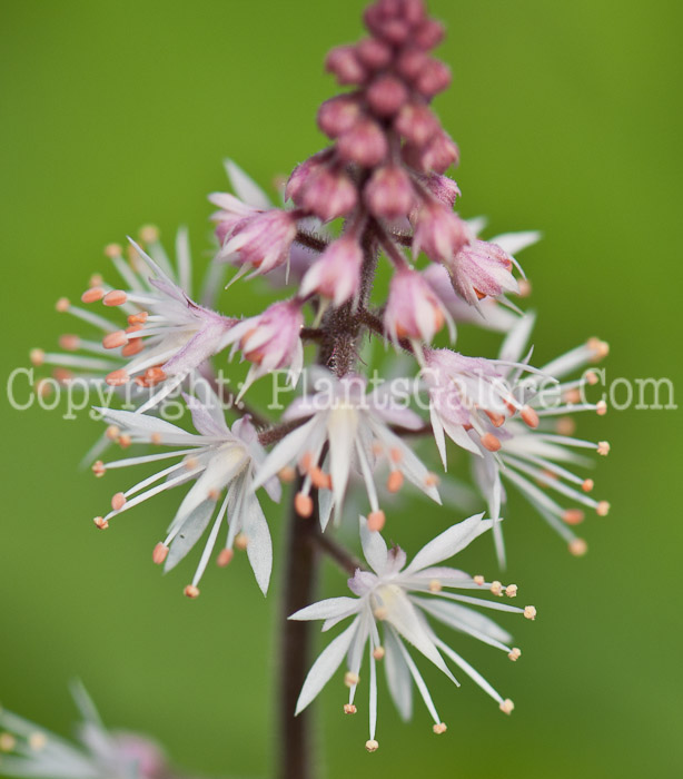 PGC-P-Tiarella-Spring-Symphony-0514b-3