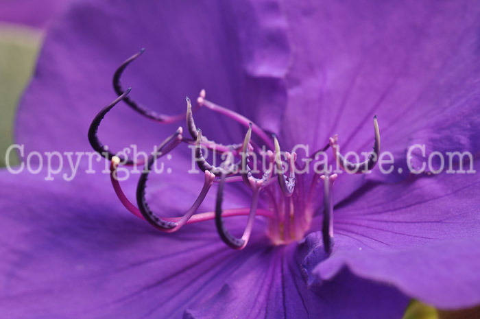 PGC-S-Tibouchina-urvillean-aka-Princess-Flower-1