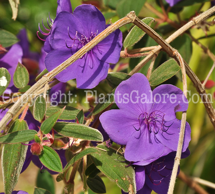 PGC-S-Tibouchina-urvillean-aka-Princess-Flower-3