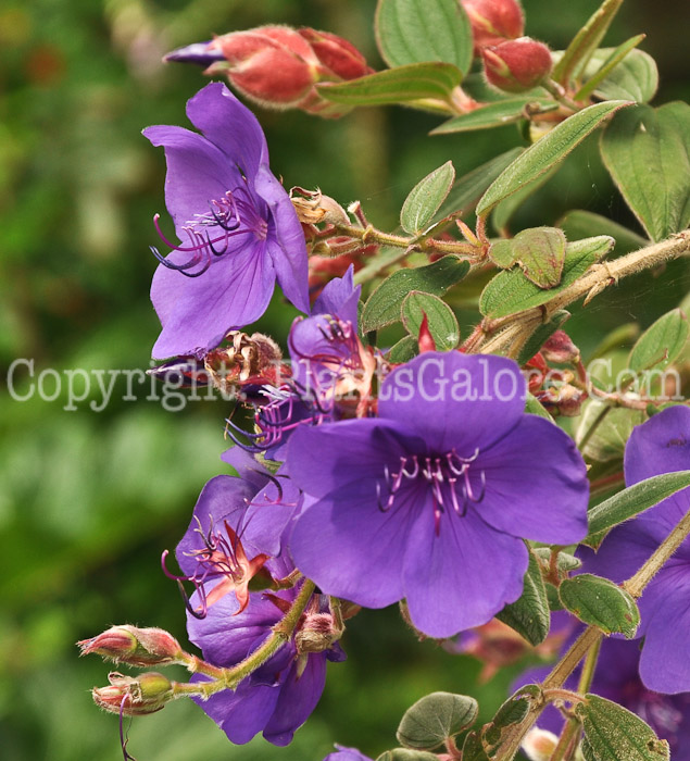 PGC-S-Tibouchina-urvillean-aka-Princess-Flower-5