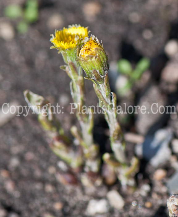 PGC-P-Tussilago-farfara-aka-Coltsfoot-0514e-3