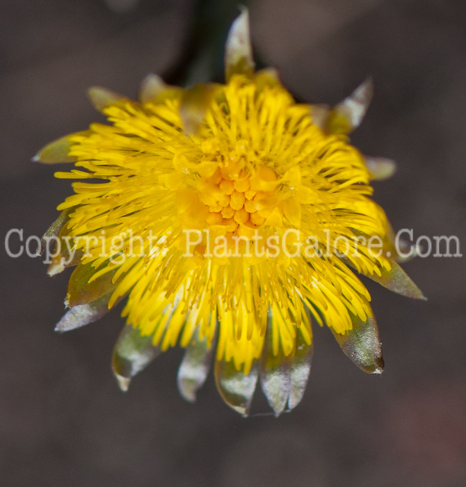 PGC-P-Tussilago-farfara-aka-Coltsfoot-0514e-5