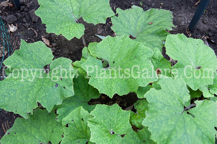 PGC-P-Tussilago-farfara-aka-Coltsfoot-1013p-1