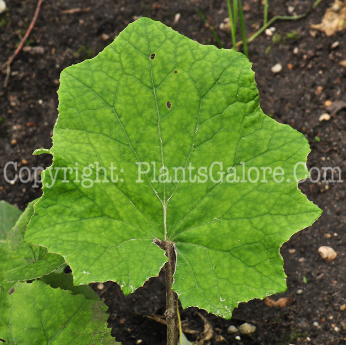 PGC-P-Tussilago-farfara-aka-Coltsfoot-713-1