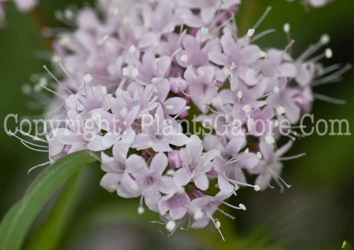 PGC-P-Valeriana-pancicii-0514e-3