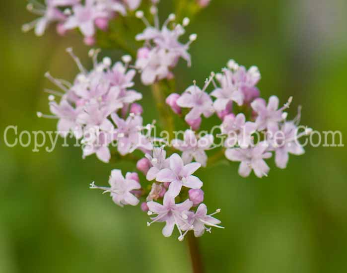 PGC-P-Valeriana-pancicii-0514e-1