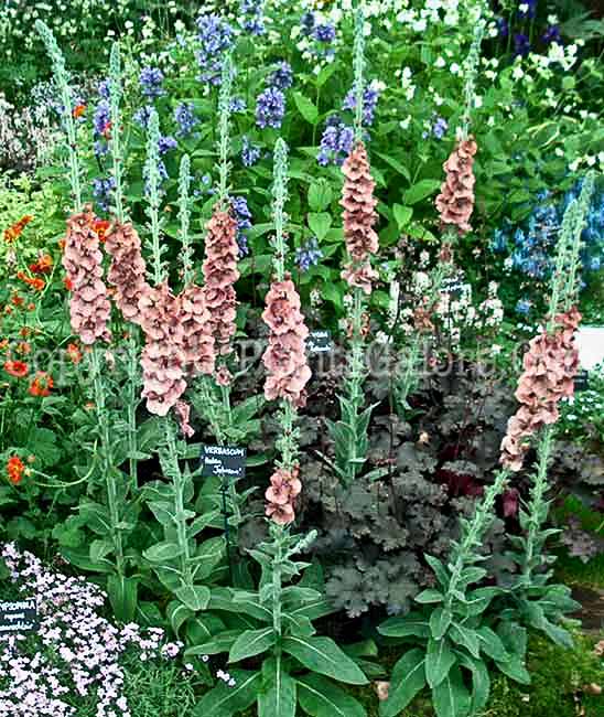 PGC-P-Verbascum-Helen-Johnson-8rr-2010