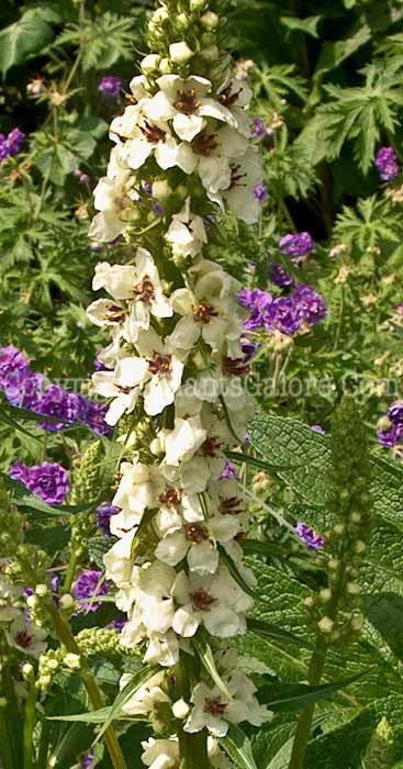 PGC-P-Verbascum-Jackie-2010_02