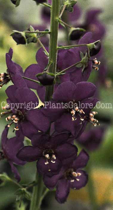 PGC-P-Verbascum-Palace-Purple-2010-o001