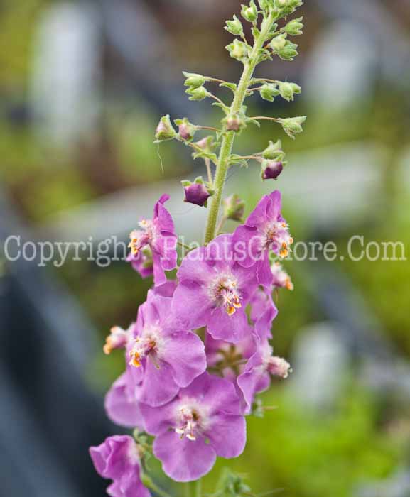 PGC-P-Verbascum-phoenecium-Rosetta-0514e-1