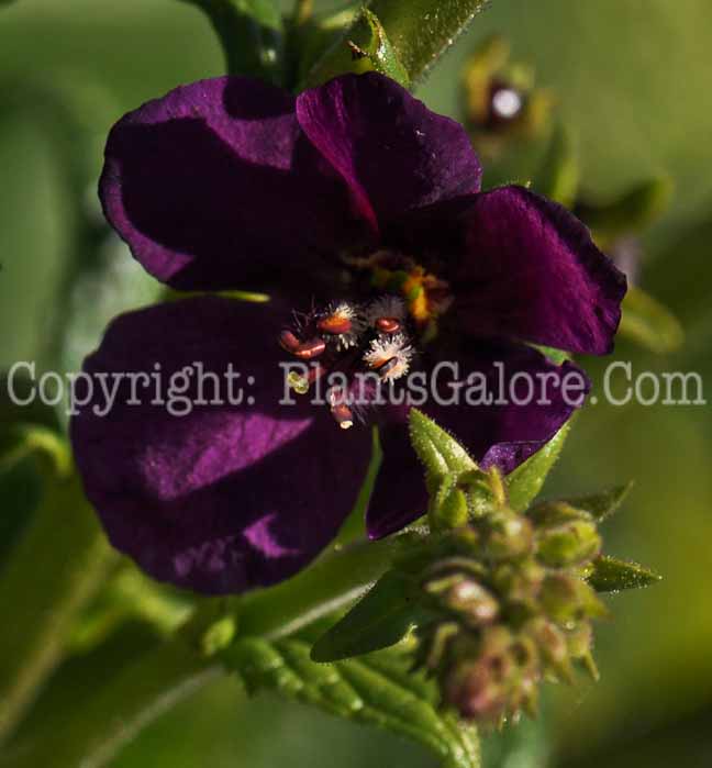 PGC-P-Verbascum-phoeniceum-Violetta-2010-m001