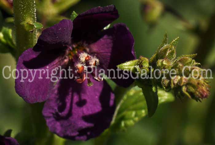 PGC-P-Verbascum-phoeniceum-Violetta-2010-m003