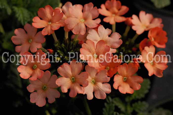 PGC-P-Verbena-Lanai-Peach-1-2010