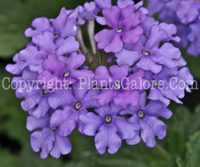 PGC-P-Verbena-Light-Blue-01-0002