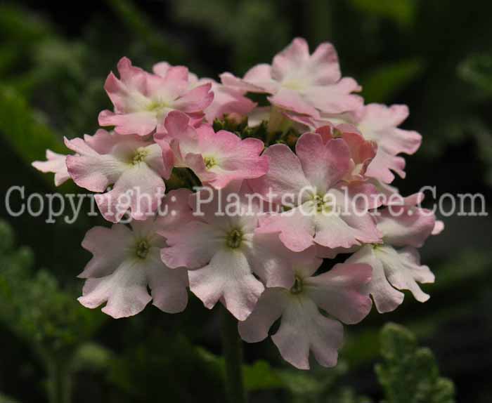 PGC-P-Verbena-Light-Pink-01-0001