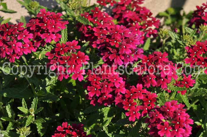 PGC-P-Verbena-Magenta-01-0002