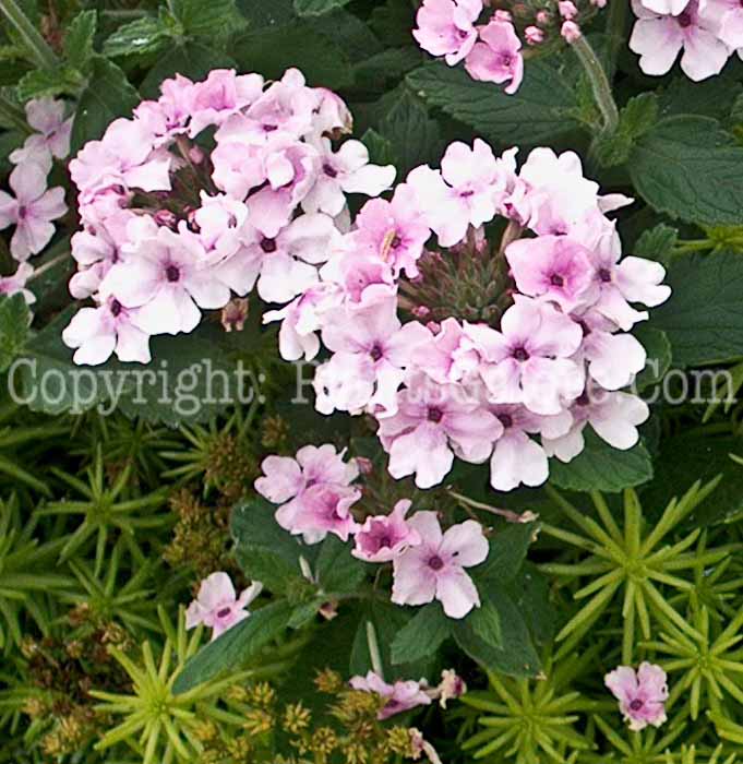 PGC-P-Verbena-PW-Bright-Pink-01