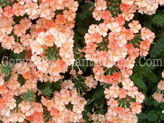 PGC-P-Verbena-PW-Peach-01