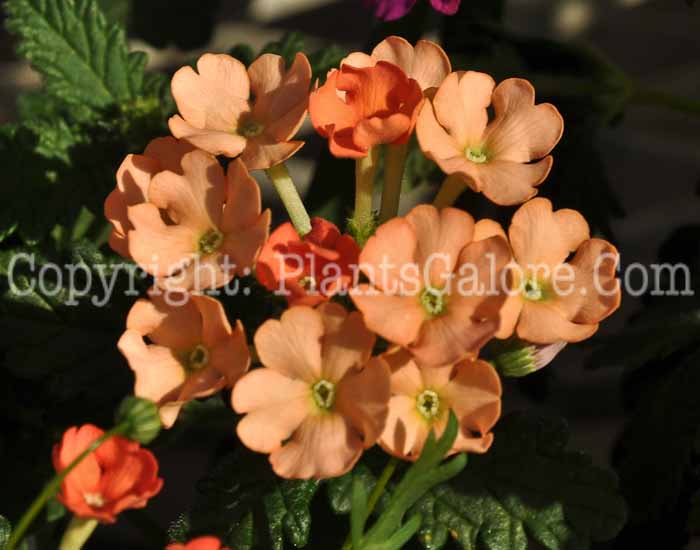 PGC-P-Verbena-peach-0s1-2010