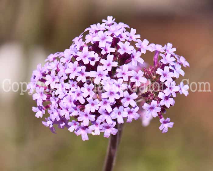 PGC-A-Verbena-bonariensis-0514c-2