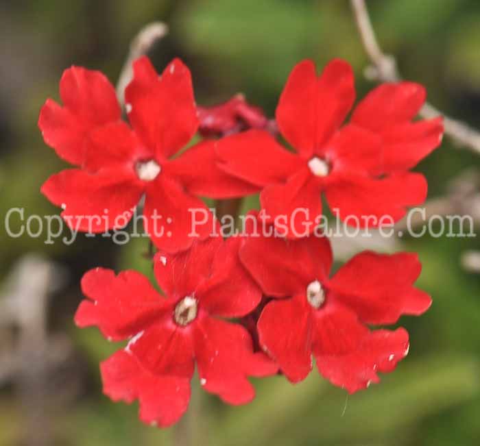 PGC-P-Verbena-peruviana-2011-Arrowhead-002