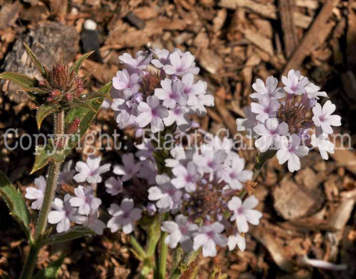 PGC-P-Verbena-rigida-04-2012-1