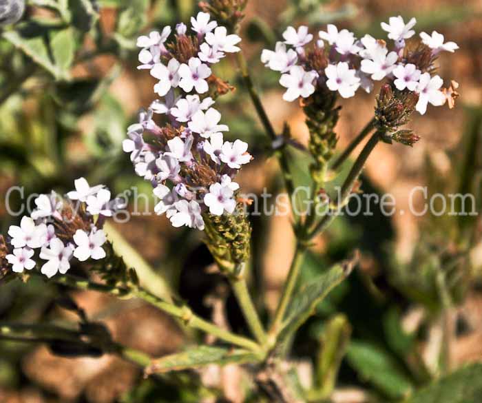 PGC-P-Verbena-rigida-04-2012-3