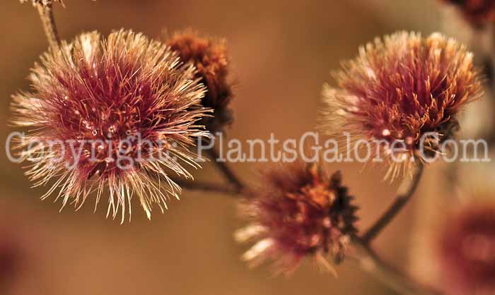 PGC-P-Vernonia-baldwini-aka-Ironweed-2