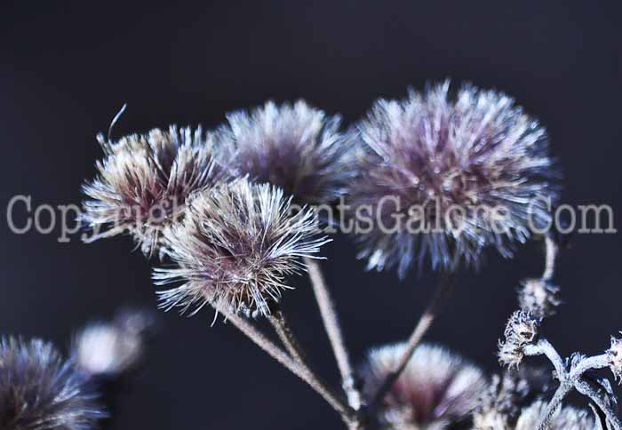 PGC-P-Vernonia-baldwini-aka-Ironweed-4