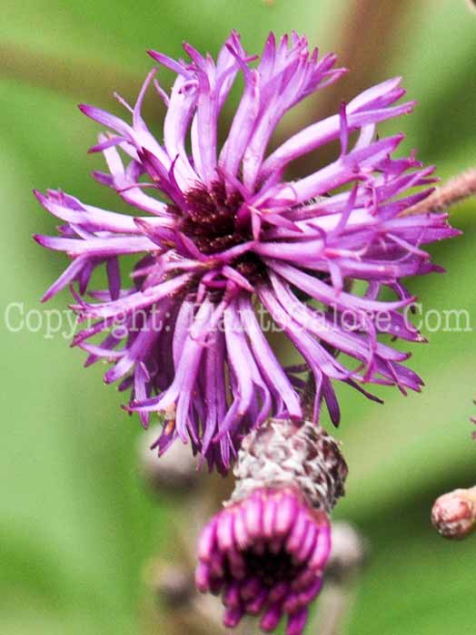 PGC-P-Vernonia-missurica-aka-Ironweed-1