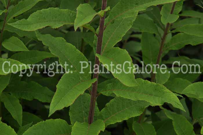 PGC-P-Vernonia-missurica-aka-Ironweed-5