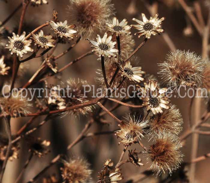 PGC-P-Vernonia-baldwini-aka-Ironweed-6