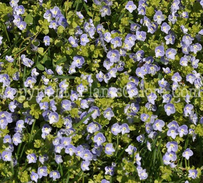 PGC-P-Veronica-persica-0003